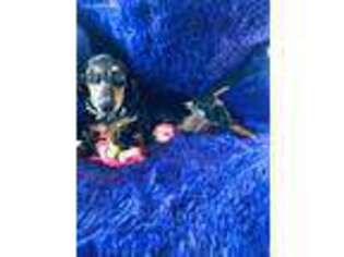 Dachshund Puppy for sale in Live Oak, FL, USA