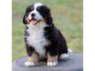 Bernese Mountain Dog Puppy for sale in Fountain, NC, USA