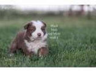 Border Collie Puppy for sale in Yoder, CO, USA