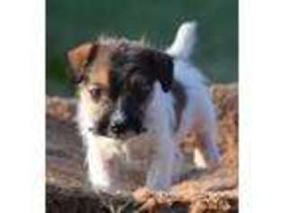 Jack Russell Terrier Puppy for sale in Riverside, CA, USA