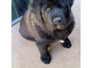 Tibetan Mastiff Puppy for sale in Vista, CA, USA
