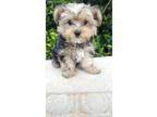 Yorkshire Terrier Puppy for sale in Louise, TX, USA