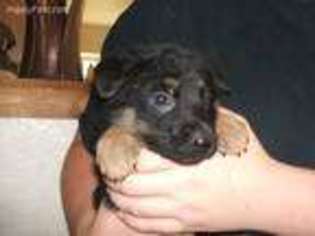 German Shepherd Dog Puppy for sale in Kooskia, ID, USA