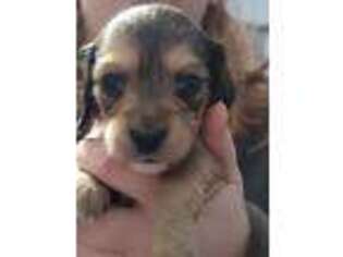 Dachshund Puppy for sale in Louisville, KY, USA