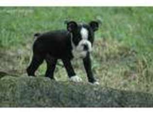 Boston Terrier Puppy for sale in Argyle, WI, USA