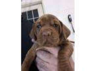Vizsla Puppy for sale in Tyler, MN, USA