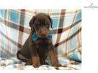 Doberman Pinscher Puppy for sale in Lancaster, PA, USA