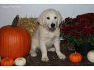Golden Retriever Puppy for sale in Navarre, OH, USA