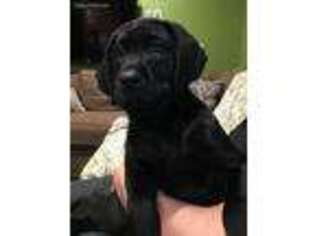 Labrador Retriever Puppy for sale in Albany, OR, USA