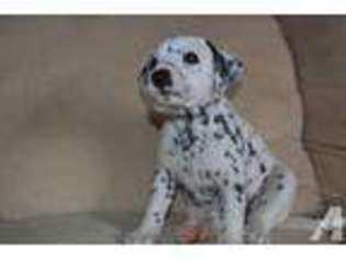 Dalmatian Puppy for sale in RAMONA, CA, USA