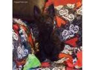 Scottish Terrier Puppy for sale in Rolla, MO, USA