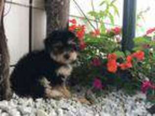 Yorkshire Terrier Puppy for sale in Lawrence, MA, USA