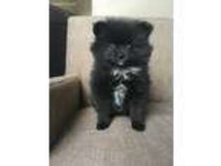 Pomeranian Puppy for sale in Stockton, CA, USA