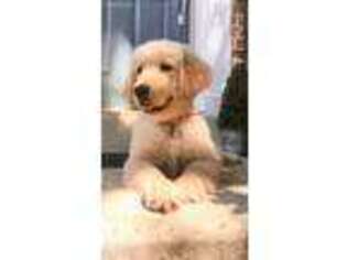 Golden Retriever Puppy for sale in Crofton, MD, USA