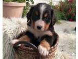 Bernese Mountain Dog Puppy for sale in Bristol, IN, USA