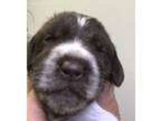 Wirehaired Pointing Griffon Puppy for sale in Dodge Center, MN, USA