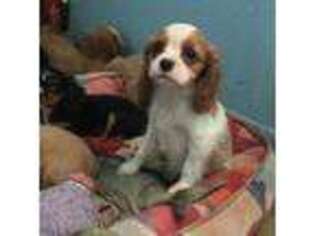 Cavalier King Charles Spaniel Puppy for sale in Normangee, TX, USA