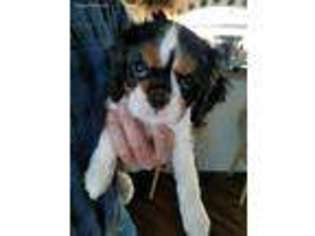Cavalier King Charles Spaniel Puppy for sale in Idaho Falls, ID, USA