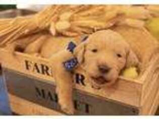 Labradoodle Puppy for sale in Visalia, CA, USA