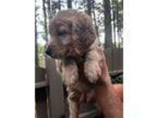 Goldendoodle Puppy for sale in Atlanta, GA, USA