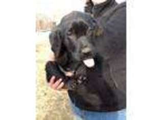 Labrador Retriever Puppy for sale in Stuarts Draft, VA, USA