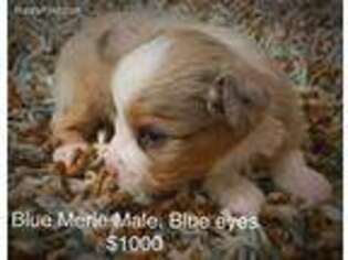 Miniature Australian Shepherd Puppy for sale in Rifle, CO, USA