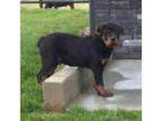 Rottweiler Puppy for sale in Washington, IN, USA