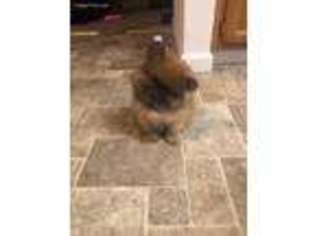 Pomeranian Puppy for sale in Tulare, CA, USA