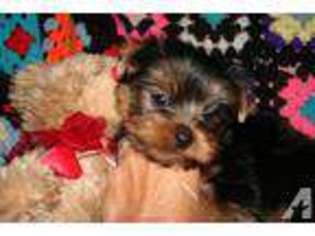 Yorkshire Terrier Puppy for sale in WONDER LAKE, IL, USA