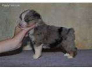Miniature Australian Shepherd Puppy for sale in Oregon City, OR, USA