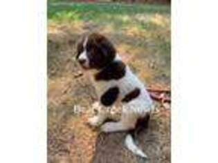 Newfoundland Puppy for sale in Mansfield, GA, USA