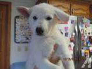 Mutt Puppy for sale in LITCHFIELD, OH, USA
