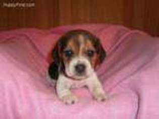Beagle Puppy for sale in Brownton, MN, USA
