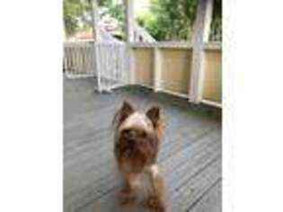 Yorkshire Terrier Puppy for sale in Deland, FL, USA