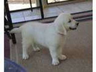 Mutt Puppy for sale in Marion, NC, USA