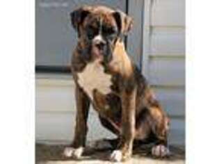 Boxer Puppy for sale in Baltic, OH, USA