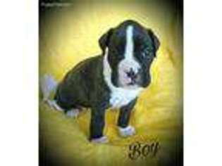 Boxer Puppy for sale in Salina, OK, USA