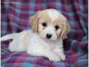 Cavachon Puppy for sale in Fresno, OH, USA