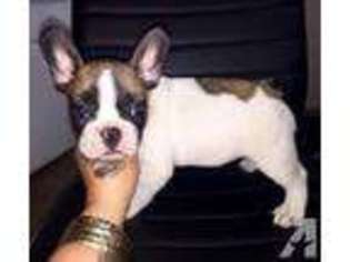 French Bulldog Puppy for sale in BARRINGTON, IL, USA