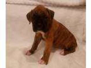 Boxer Puppy for sale in Florence, SC, USA