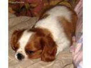 Cavalier King Charles Spaniel Puppy for sale in Rolla, MO, USA