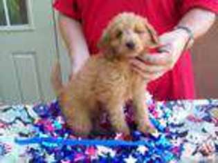 Goldendoodle Puppy for sale in NEILLSVILLE, WI, USA