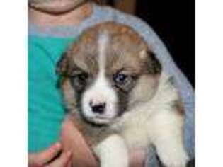 Pembroke Welsh Corgi Puppy for sale in Malta, OH, USA