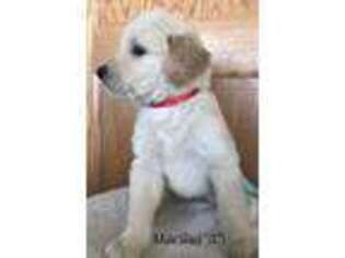 Goldendoodle Puppy for sale in Fremont, IN, USA