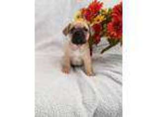 French Bulldog Puppy for sale in Firestone, CO, USA