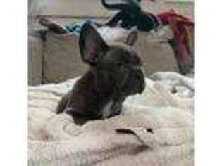 French Bulldog Puppy for sale in Pennsville, NJ, USA