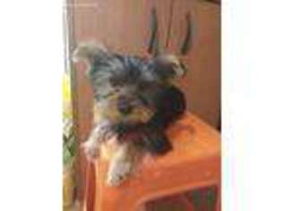 Yorkshire Terrier Puppy for sale in Delano, CA, USA