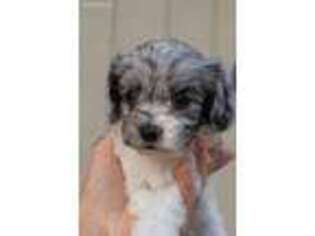 Cavapoo Puppy for sale in Sacramento, CA, USA