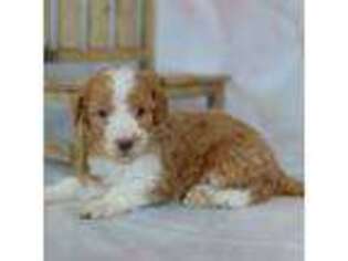 Mutt Puppy for sale in Millersburg, PA, USA