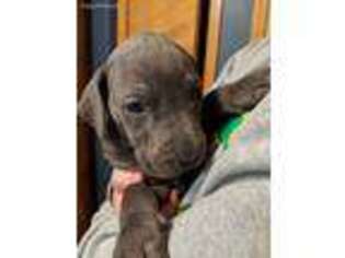 Great Dane Puppy for sale in Summerville, SC, USA